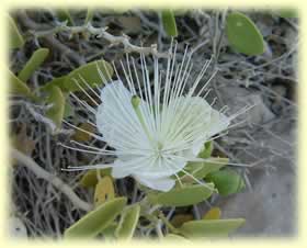 Flowering Caper plant (Capparis sinaica)