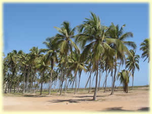 Palm groves on Salalah beaches